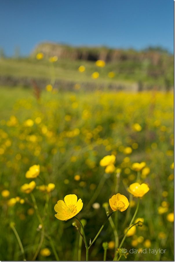 Buttercups growing in a meadow at Walltown recreation site (NY 669659), Northumberland National Park, England