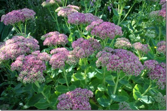 Sedum 'Herbstfreude'