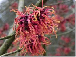 Hamamelis x intermedia 'Robert' 
