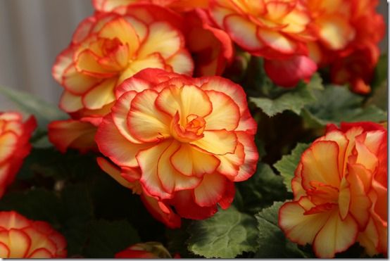 Begonia 'Glowing Embers