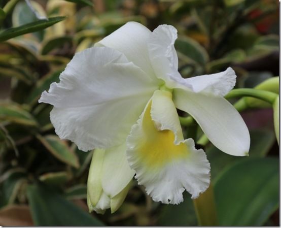 Cattleya orchid2