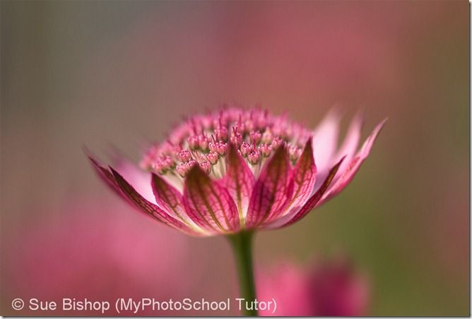 Try and take flower photos on bright overcast days to avoid shaddows spoiling the image.