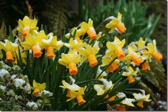 7 Narcissus 'Jetfire'