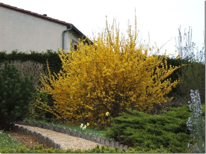 8 Forsythia x spectabilis