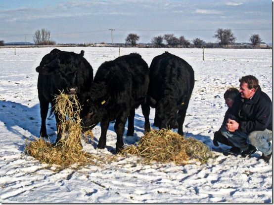 Feeding our cattle