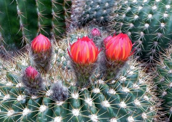 How to Grow Cacti & Succulents