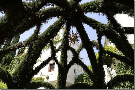 5 Cupressus pavillion roof 