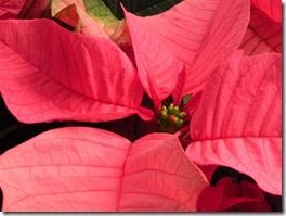 Poinsettia salmon 2 