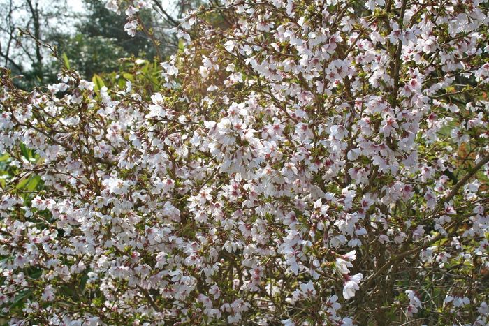 Prunus 'Kojo no Mai'