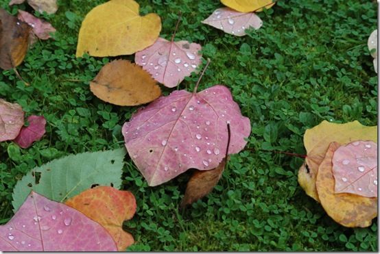 Cercis leaves 