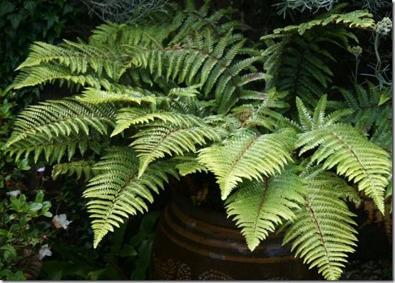 Fern pot