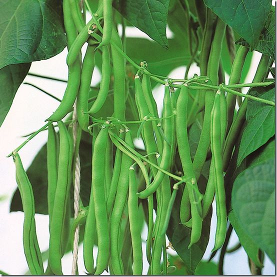 Climbing French Bean