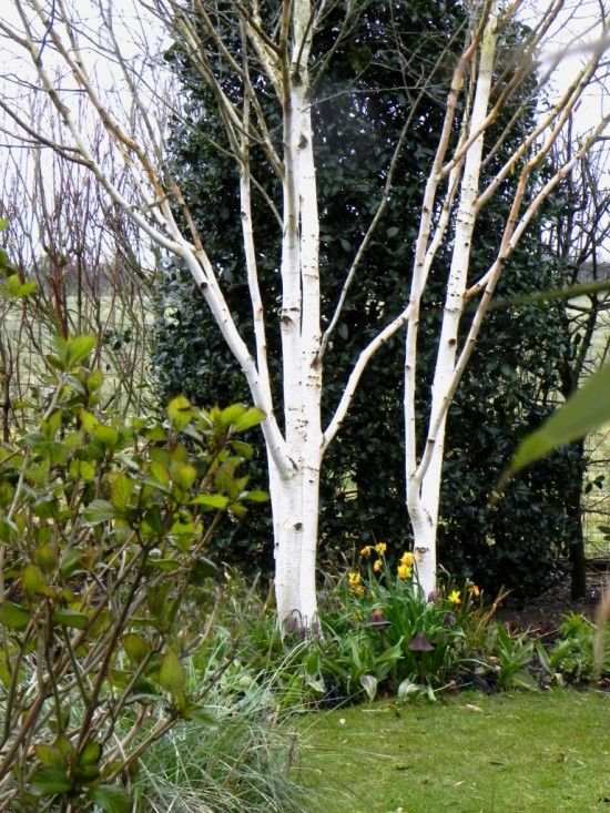 Betula 'Doorenbos'