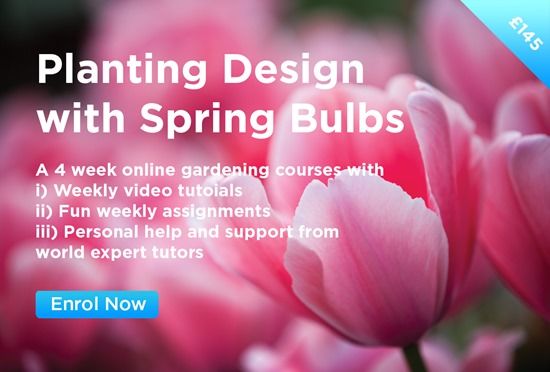 Planting Design with Spring Bulbs