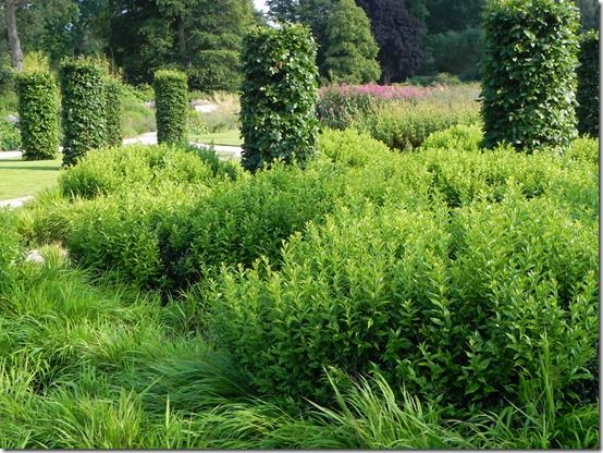 Sarcococca confusa at Wisley 