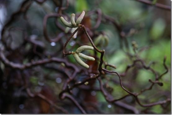 Corylus avellana 'contorta'