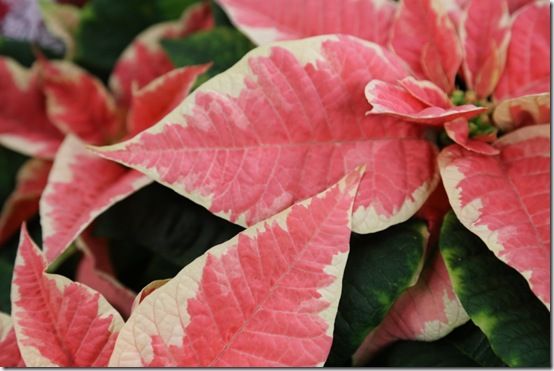 Marbled poinsettia 