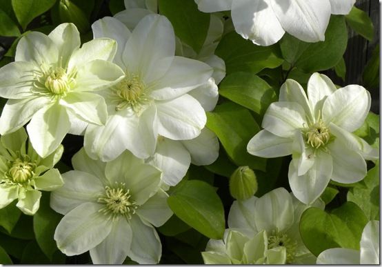 Clematis 'Guernsey Cream'