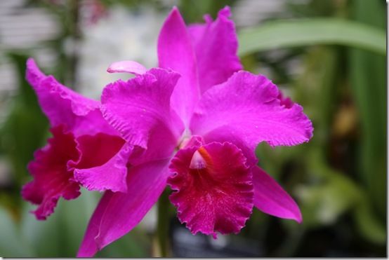 Cattleya orchid