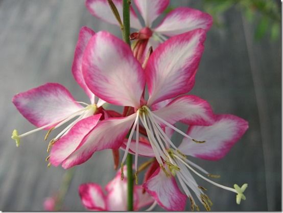 Gaura Rosyjane