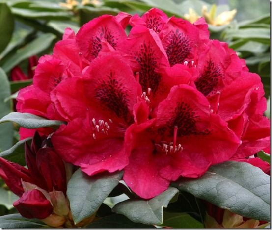 Rhododendron 'Lord Roberts'