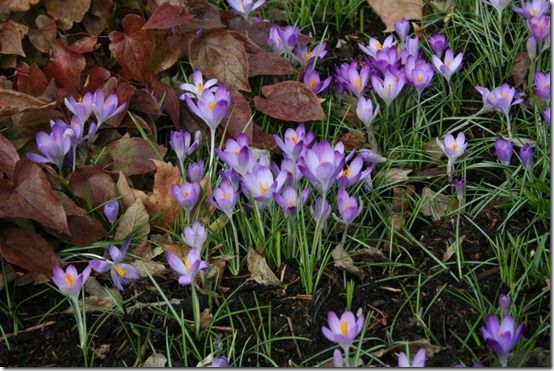 Crocus tomasinianus