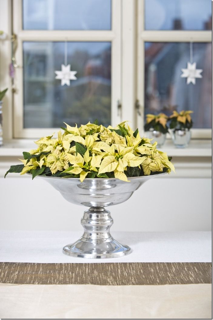 7 White poinsettia decoration (683x1024)