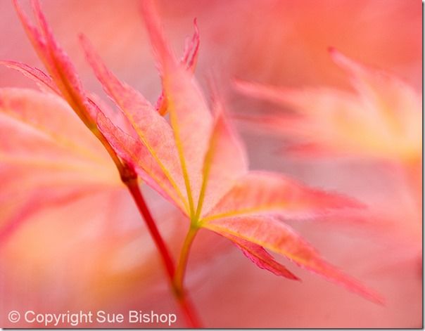 61 acer leaves