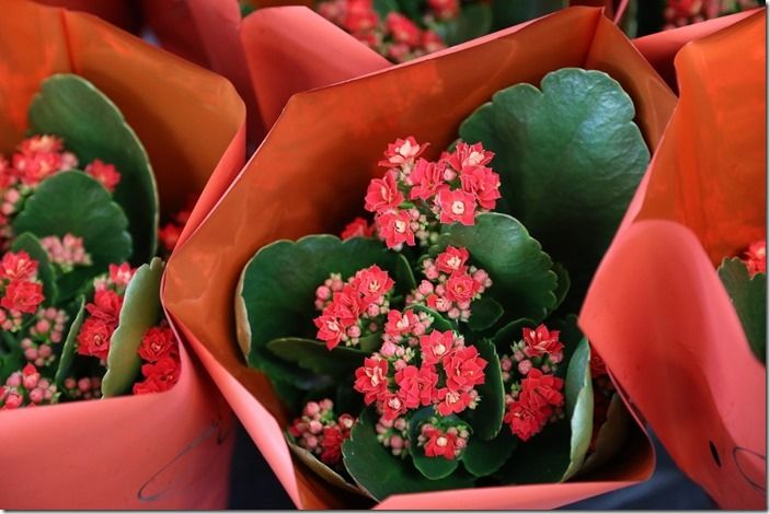 9 Kalanchoe