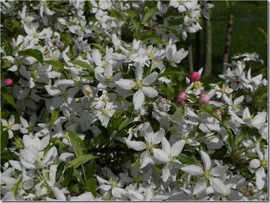 Malus transitoria