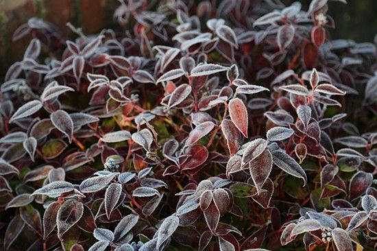 Leucothoe