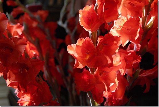 Gladioli