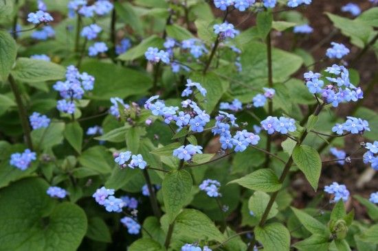 Brunnera macrophylla