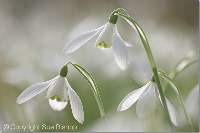 Photographic Style, Technique, depth of field, shallow, photographing, flower photography, Sue Bishop