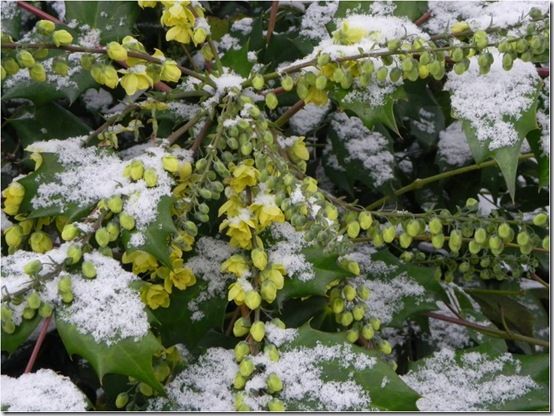 Mahonia japonica 