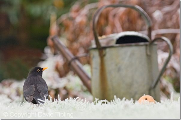 Bird Photography, David Tipling, RSPB, How to Photograph Birds, Garden Birds, Bird Food, perch, feeder, 