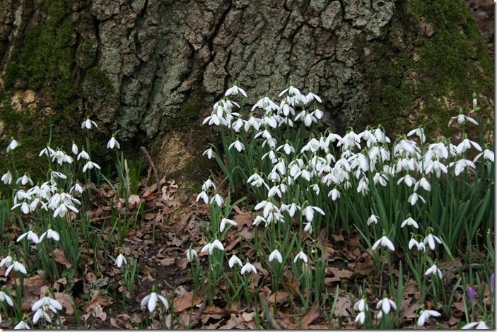 6 Snowdrops Savill