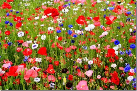 Meadow flowers