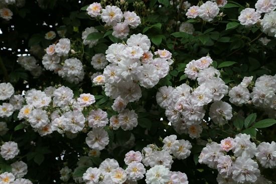 2 Rosa 'Paul's Himalayan Musk'