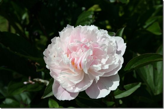 Paeonia 'Sarah Bernhardt' 2