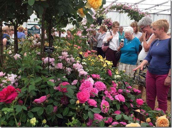 10 david Ausin Roses at Gardeners World Live 