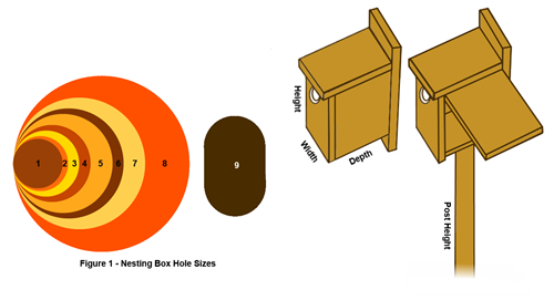 nesting-box-hole-sizes-1.2