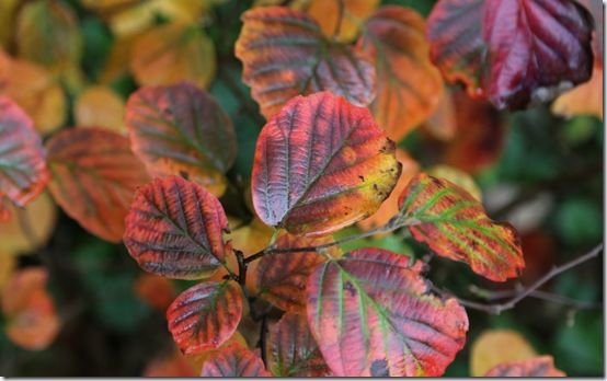 3. Fothergilla major 