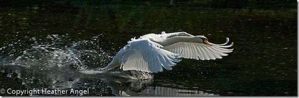 Mute swan charging down the Lake at Kew