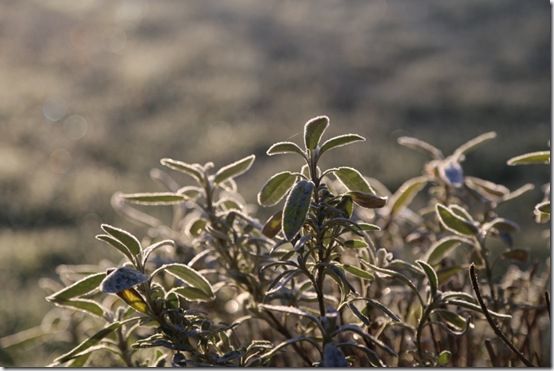 Sage on frosty morning 