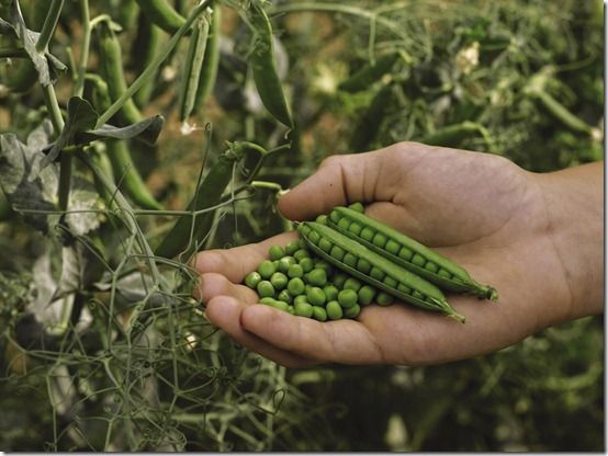 Harvesting Peas