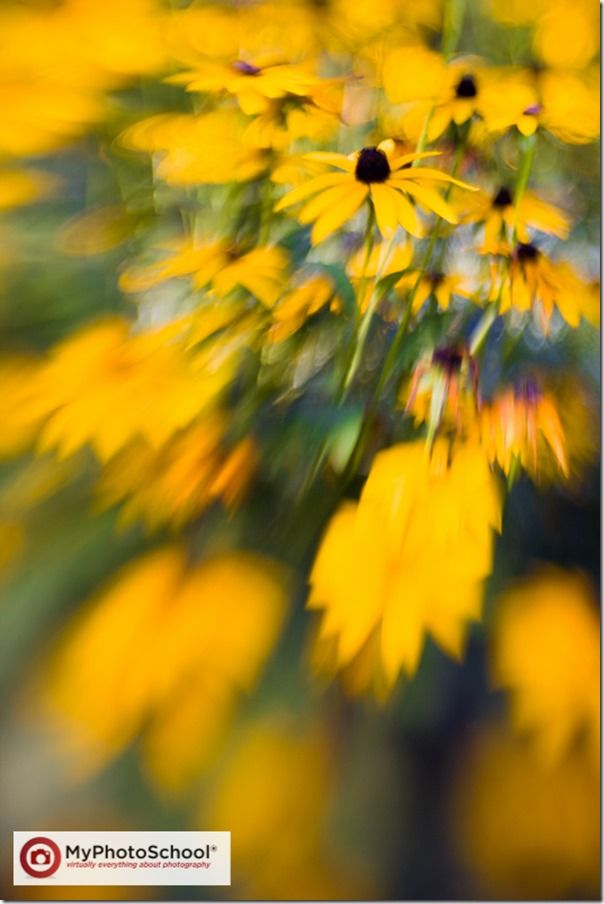 Blur, blurred, Focus, Lensbaby, soft, soft focus, unsharp, Lensbaby Composer, Lensbaby Muse, Lensbaby Control Freak