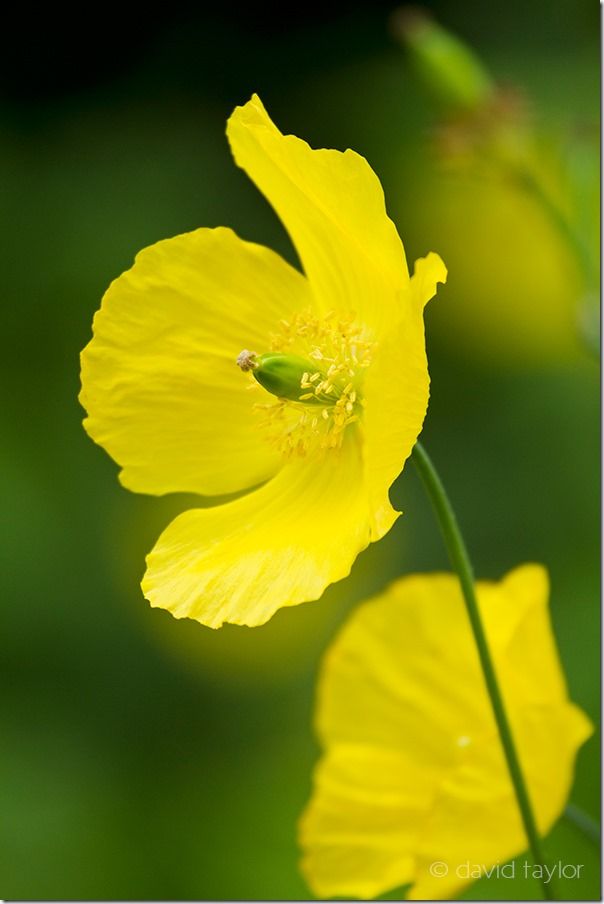 Californian Poppy growing in an English summer garden, Kenko, extension tubes, DOF, Depth of Field, Accordion bellows, Digital Macro Photography, Macro photography course
