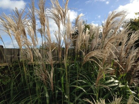 4 Miscanthus