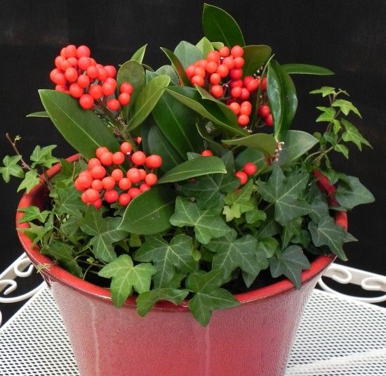 7 Skimmia japonica 'Temptation'